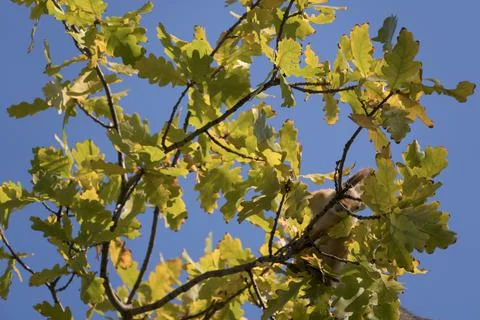 Find a squirrel on the branches. A squirrel hides in the branches of a tree.  Stock Photos