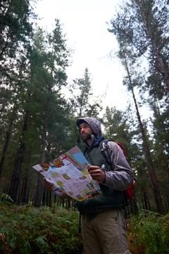 Find your path. a man in a pine forest with a map, figuring out his orientation. Stock Photos
