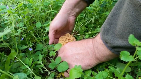 Finding and picking a beautiful specimen of yellow morel Stock Footage 328161846