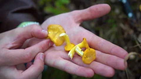 Finding and picking Wild Chanterelles Mushrooms. Chantarelles Close-ups. Stock Footage 285063015