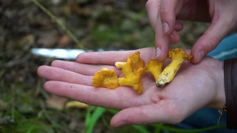 Finding and picking Wild Chanterelles Mushrooms. Chantarelles Close-ups. Video stock 285063020