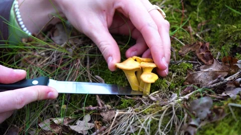 Finding and picking Wild Chanterelles Mushrooms. Chantarelles Close-ups. Stock Footage 285063045