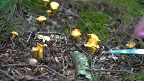 Finding and picking Wild Chanterelles Mushrooms. Chantarelles Close-ups. Stock Footage 285063053