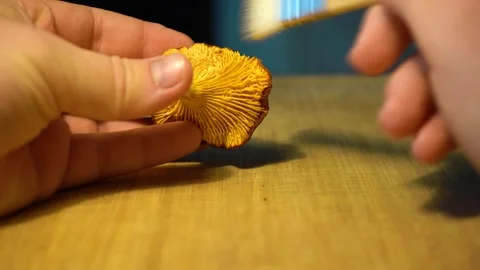 Finding and picking Wild Chanterelles Mushrooms. Chantarelles Close-ups. Stock Footage 285063063