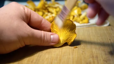 Finding and picking Wild Chanterelles Mushrooms. Chantarelles Close-ups. Video stock 285063104