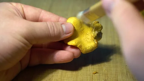 Finding and picking Wild Chanterelles Mushrooms. Chantarelles Close-ups. Stock Footage 285063107