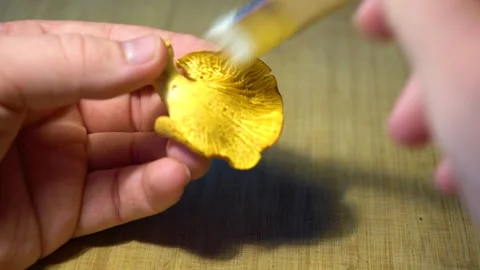 Finding and picking Wild Chanterelles Mushrooms. Chantarelles Close-ups. Stock Footage 285063110