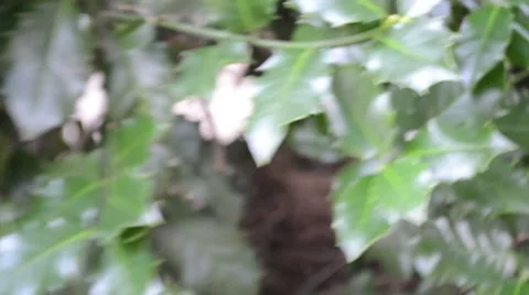 Finding A Baby Bird In Tree HD Stock Footage 7731555