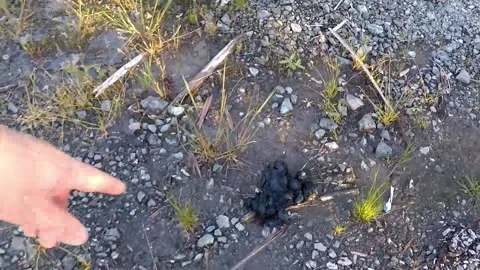 Finding bear scat Stock Footage 173349773