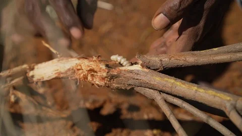 Finding big maggot to eat - witchetty grub Stock Footage 91693555