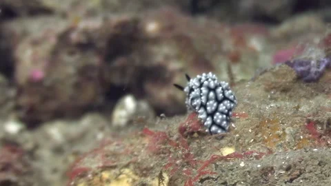 Finding a Coryphellina Nudibranch on a Reef in Lembeh Strait, Indonesia Stock Footage 324179035