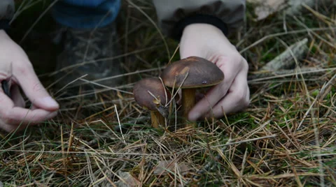 Finding eatable mushrooms in forest 스톡 동영상 35530685