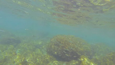Finding a fishbak while snorkeling Video stock 104306202