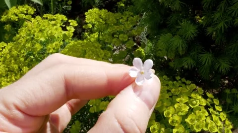 Finding five petals on a lilac flower is a sign of great luck. Wish fulfillment Stock Footage 274644356