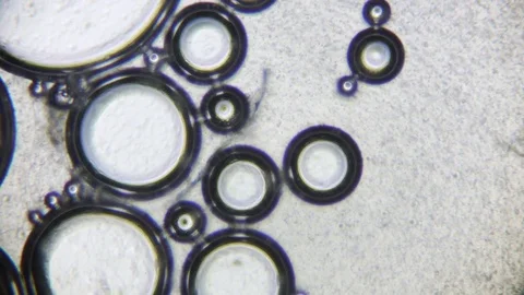 Finding Focus - Abstract Soap Foam under Microscope Video stock 79923605