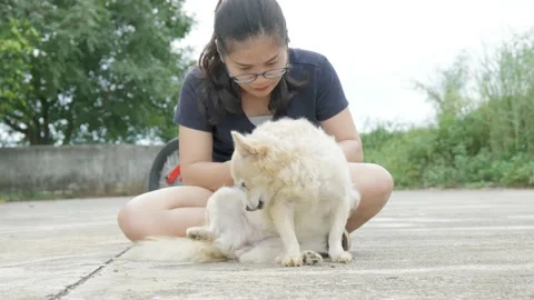 Finding full grown ticks white leeches blood on the dog Stock Footage 155678427