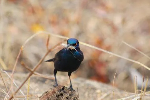 Finding fur Stock Photos