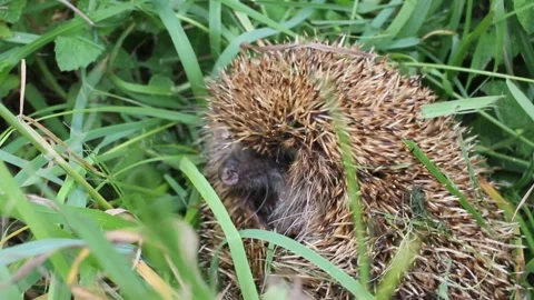 Finding a hedgehog when we are about to mow the lawn Stock Footage 287040368