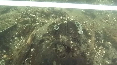 Finding of human skulls from the Bronze Age in the Tollense river Part 1 Stock Footage 297614841