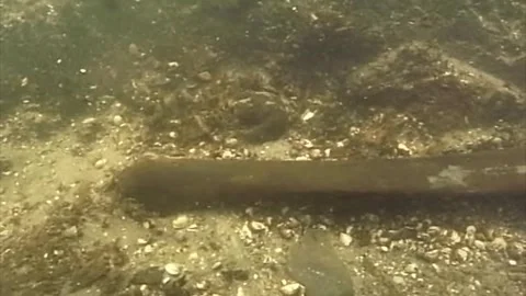 Finding of human skulls from the Bronze Age in the Tollense river Part 2 Stock Footage 297614842