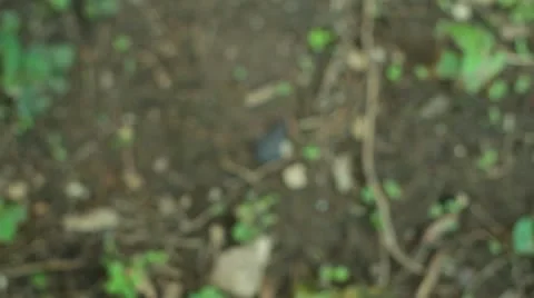 Finding indian arrow head artifact native american Stock Footage