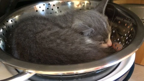 Finding kitten in pots and pans cupboard 動画素材 110525949