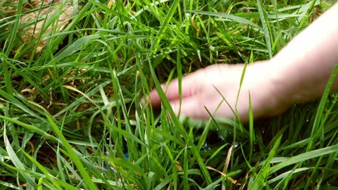 Finding lost cellphone left in the grass Stock Footage 192478976