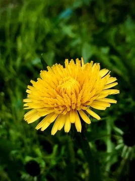 Finding Ms. Daisy Stock Photos