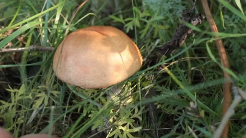 Finding mushrooms among the grass Stock Footage 147029355