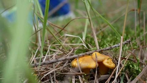 Finding mushrooms Video stock 77733409