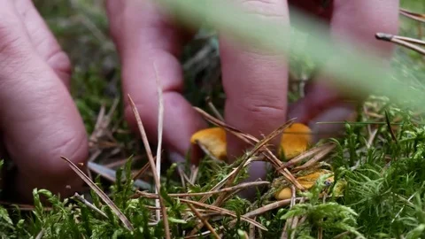 Finding mushrooms Stock Footage 77733414