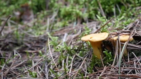 Finding mushrooms Stock Footage 77733425