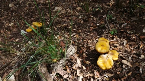 Finding mushrooms in the forest Video stock 136772656