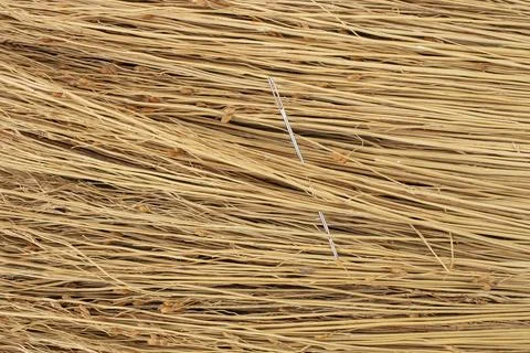 Finding a needle in a haystack,  problem solving concept. Foto stock