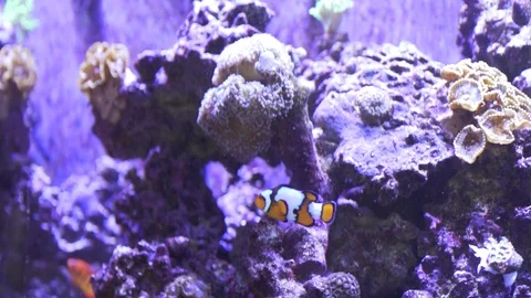 Finding Nemo in a fishtank Stock Video Pond5