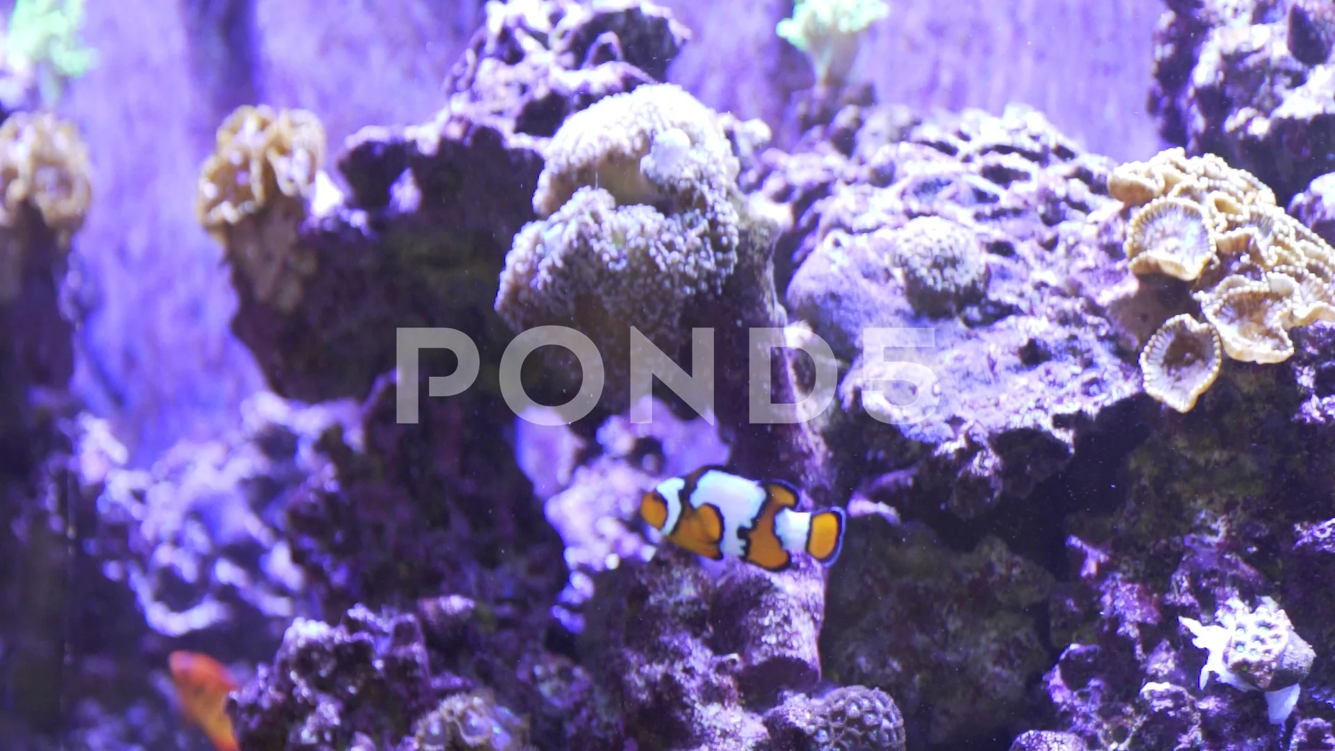 Finding Nemo in a fishtank, Stock Video