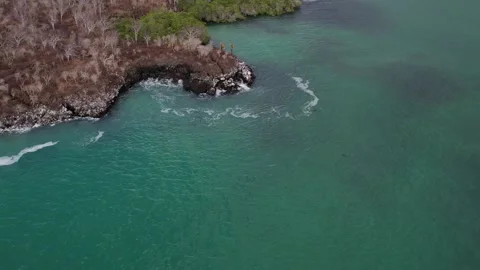 Finding Pacific Green Turtles Mating by the shoreline 動画素材 330209127