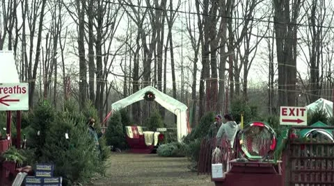 Finding the right tree Stock Footage 10559416