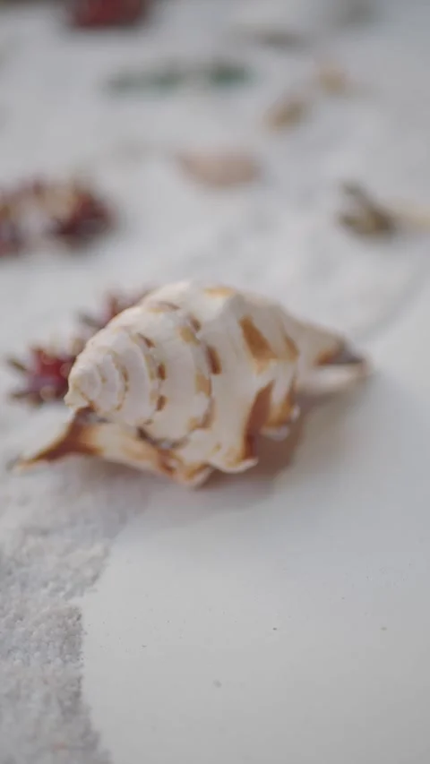Finding seashells on the beach at low tide in summer Stock Footage 334272864