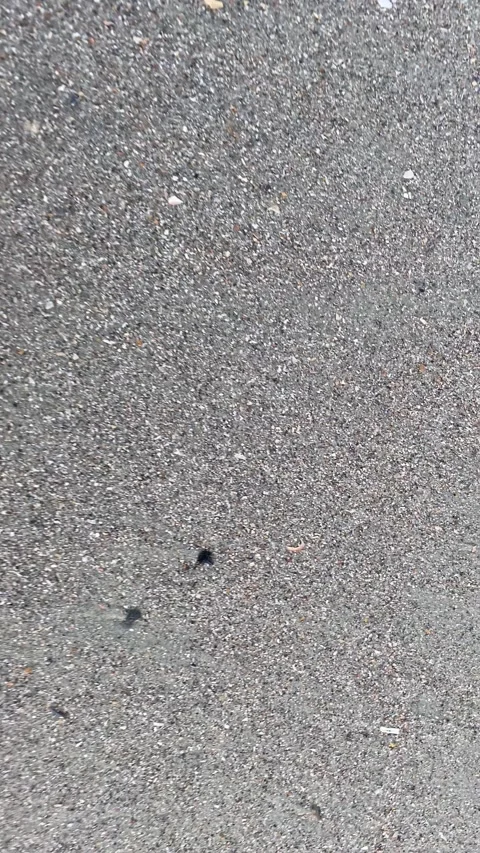 Finding shark teeth no audio Stock Footage 264155355