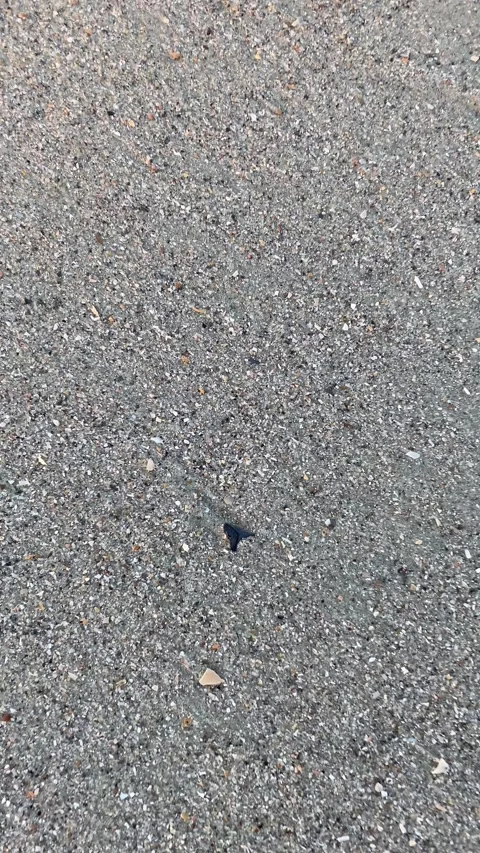Finding a shark tooth on the beach Stock Footage 264155797