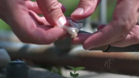 Finding a small plastic bag hidden Video stock 228868325