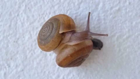 Finding of two snails. Stock Footage 141501238