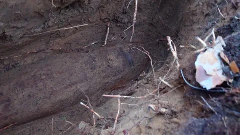 Finding an Unexploded WW2 Shell 187mm in a Forest Vlog Stock Footage 292284862