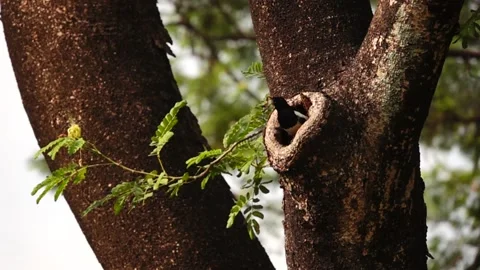 Finding a wet twig inside the nest the oriental Magpie robin fly off to replace  Stock Footage 244519767