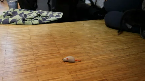 Finding the white mouse Video stock 44585715