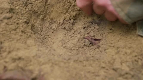 Finding a white truffle in the forest. Digging to find a truffles. Hunting truff Stock-Footage 136494448