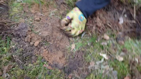 Finding WW2 Ammunition Bullets With Metal Detector 4k60fps Stock Footage 319037633