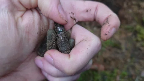 Finding WW2 Ammunition Bullets With Metal Detector 4k60fps Stock Footage 319037692