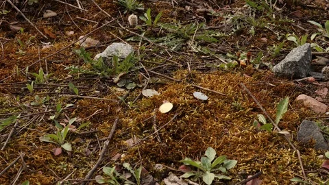 Finds coins Stock Footage 129054163